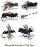 Set of Terrestrial Flies