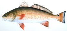 Channel Bass (Red Drum, Redfish)