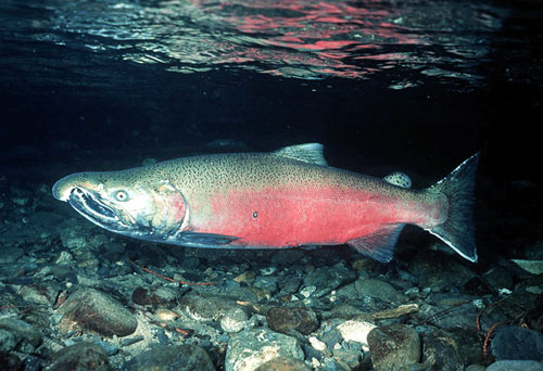 HOOKED-NOSED SALMON