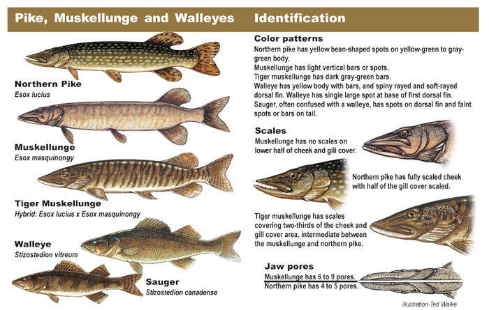 Pike, Muskellunge, & Walleye identification